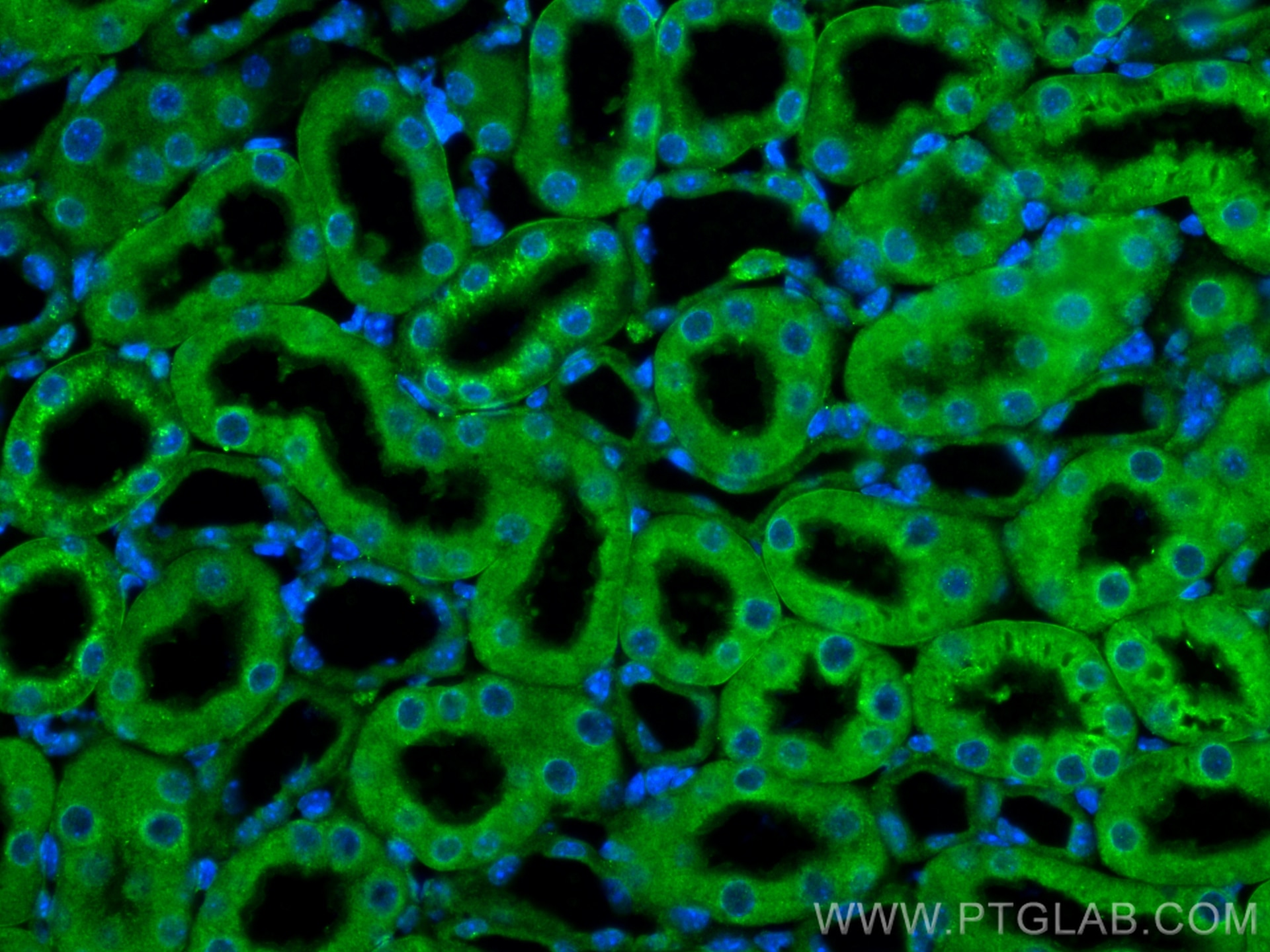 Immunofluorescence (IF) / fluorescent staining of mouse kidney tissue using GPX3 Polyclonal antibody (13947-1-AP)