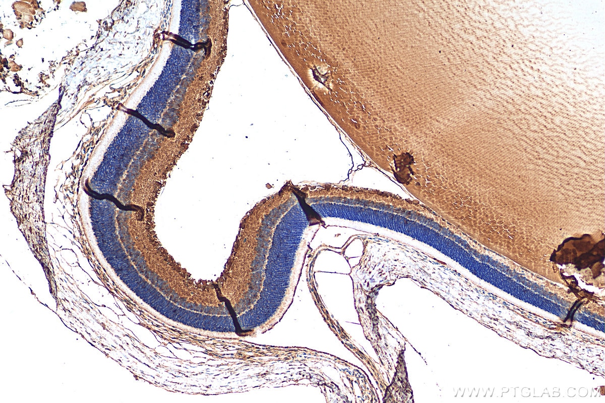 IHC staining of rat eye using 13947-1-AP