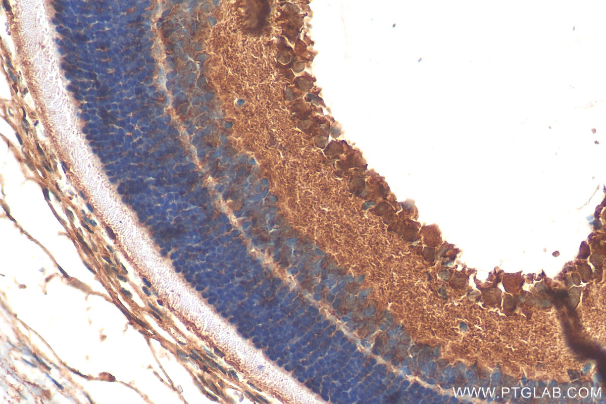 Immunohistochemistry (IHC) staining of rat eye tissue using GPX3 Polyclonal antibody (13947-1-AP)