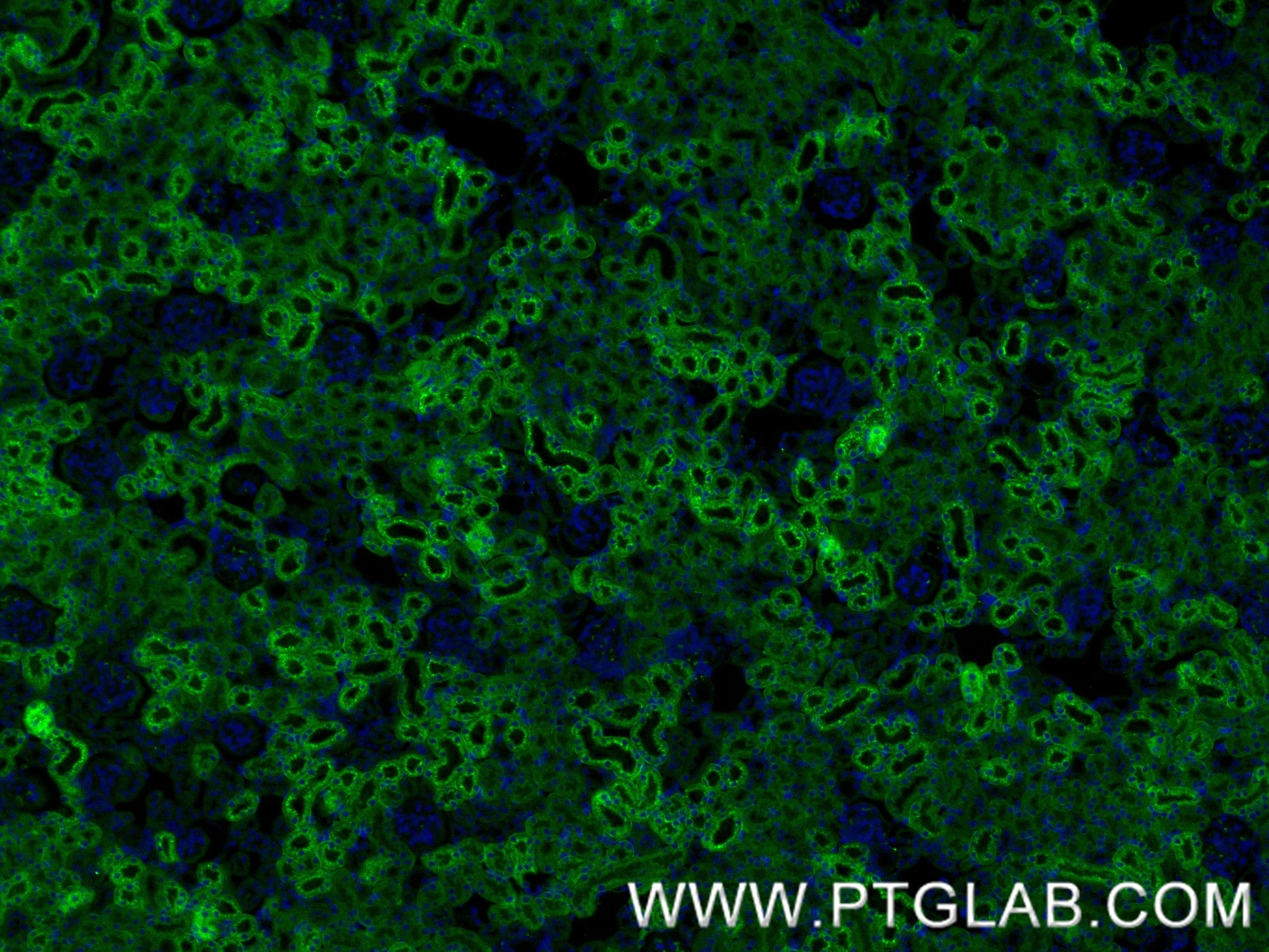 Immunofluorescence (IF) / fluorescent staining of mouse kidney tissue using GPX3 Recombinant monoclonal antibody (86650-2-RR)