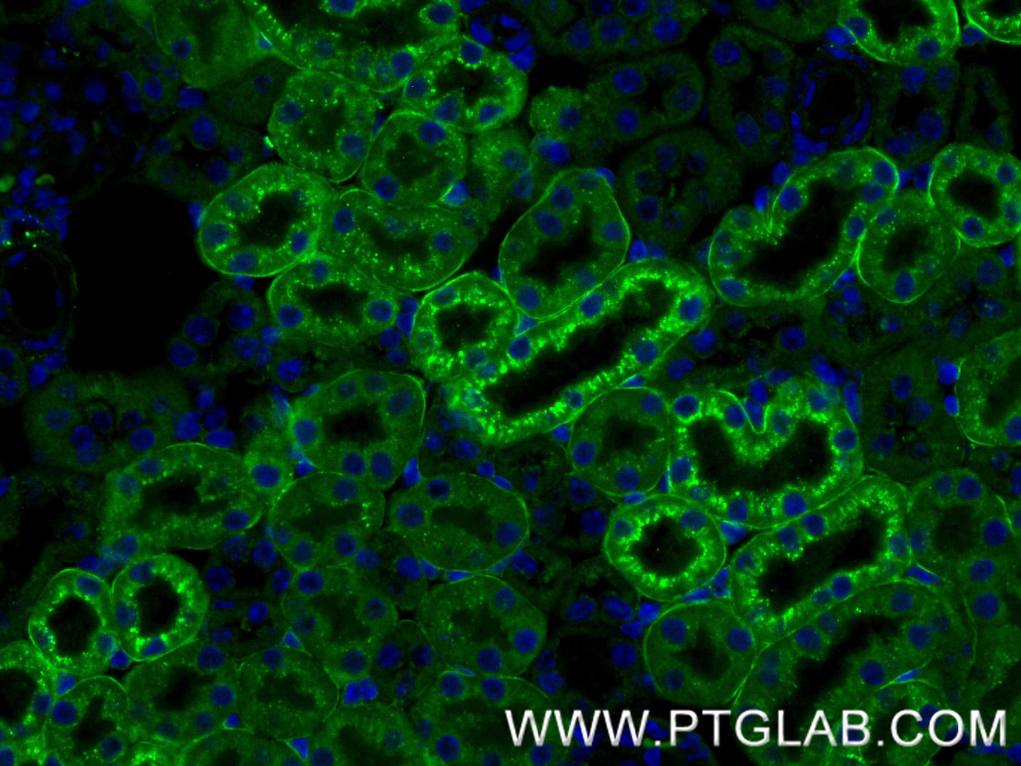 Immunofluorescence (IF) / fluorescent staining of mouse kidney tissue using GPX3 Recombinant monoclonal antibody (86650-2-RR)