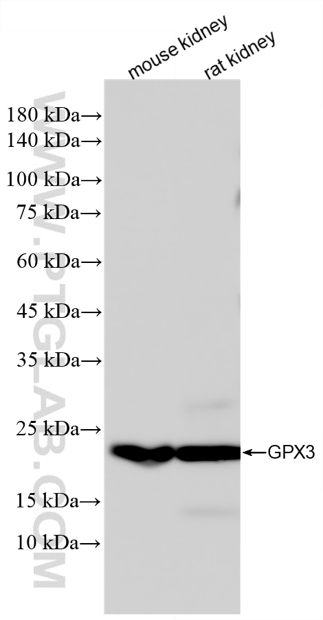 Western Blot (WB) analysis of various lysates using GPX3 Recombinant monoclonal antibody (86650-2-RR)