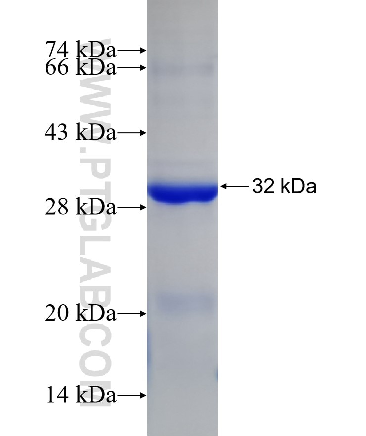 GPX3 fusion protein Ag5054 SDS-PAGE