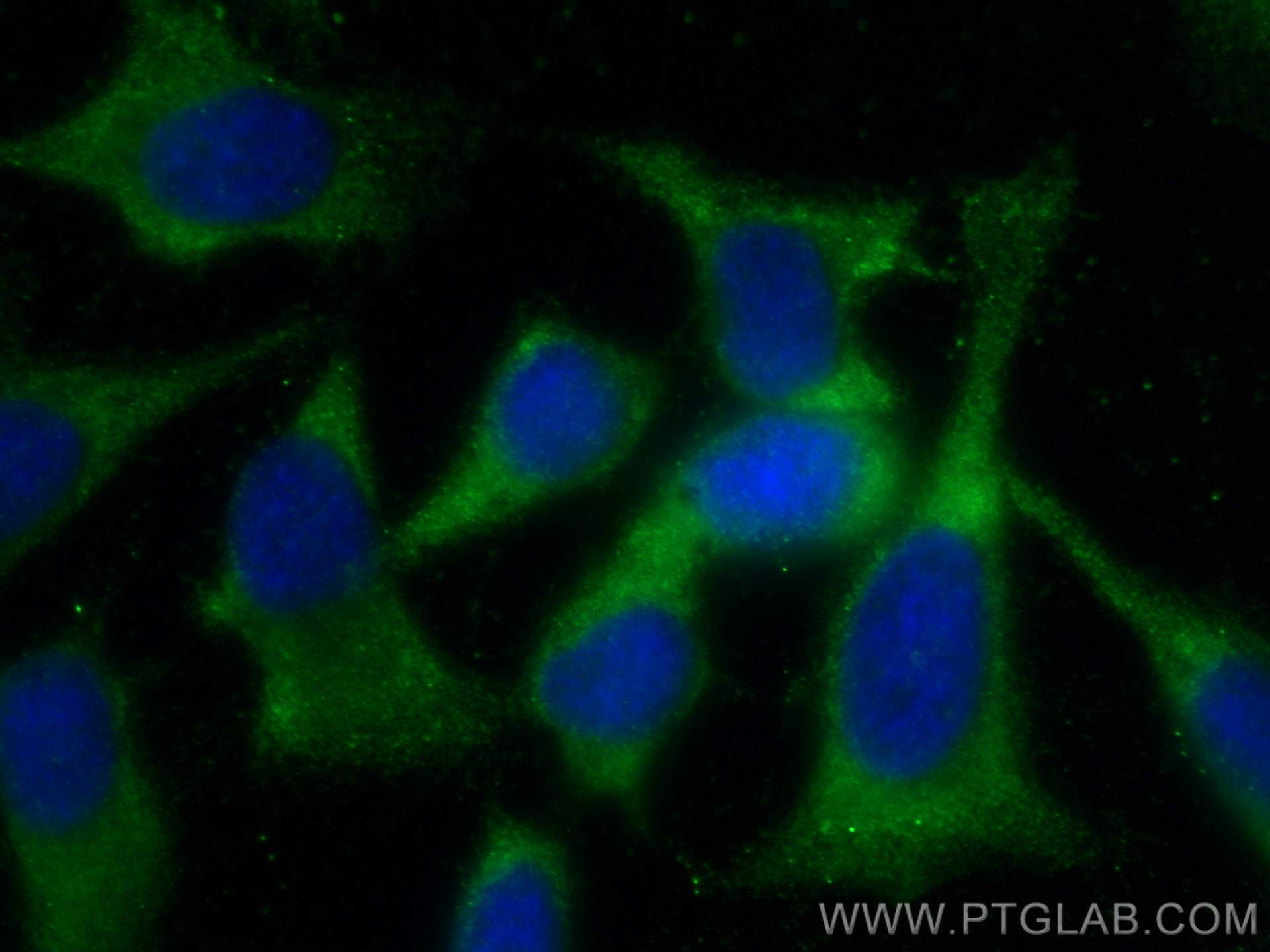 Immunofluorescence (IF) / fluorescent staining of HeLa cells using GPX4 Polyclonal antibody (14432-1-AP)