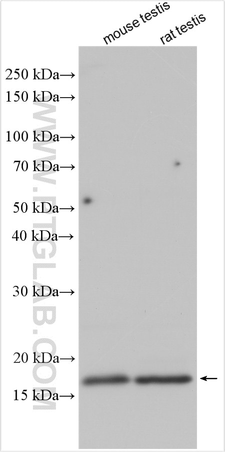 Western Blot (WB) analysis of various lysates using GPX4 Polyclonal antibody (14432-1-AP)