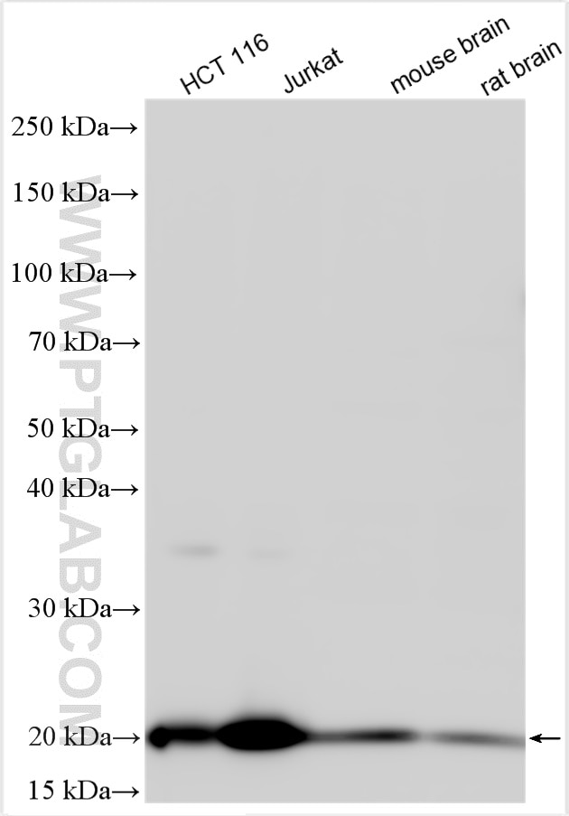 Western Blot (WB) analysis of various lysates using GPX4 Polyclonal antibody (30388-1-AP)