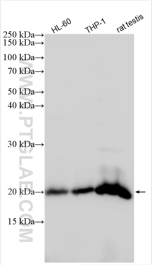 Western Blot (WB) analysis of various lysates using GPX4 Polyclonal antibody (30388-1-AP)