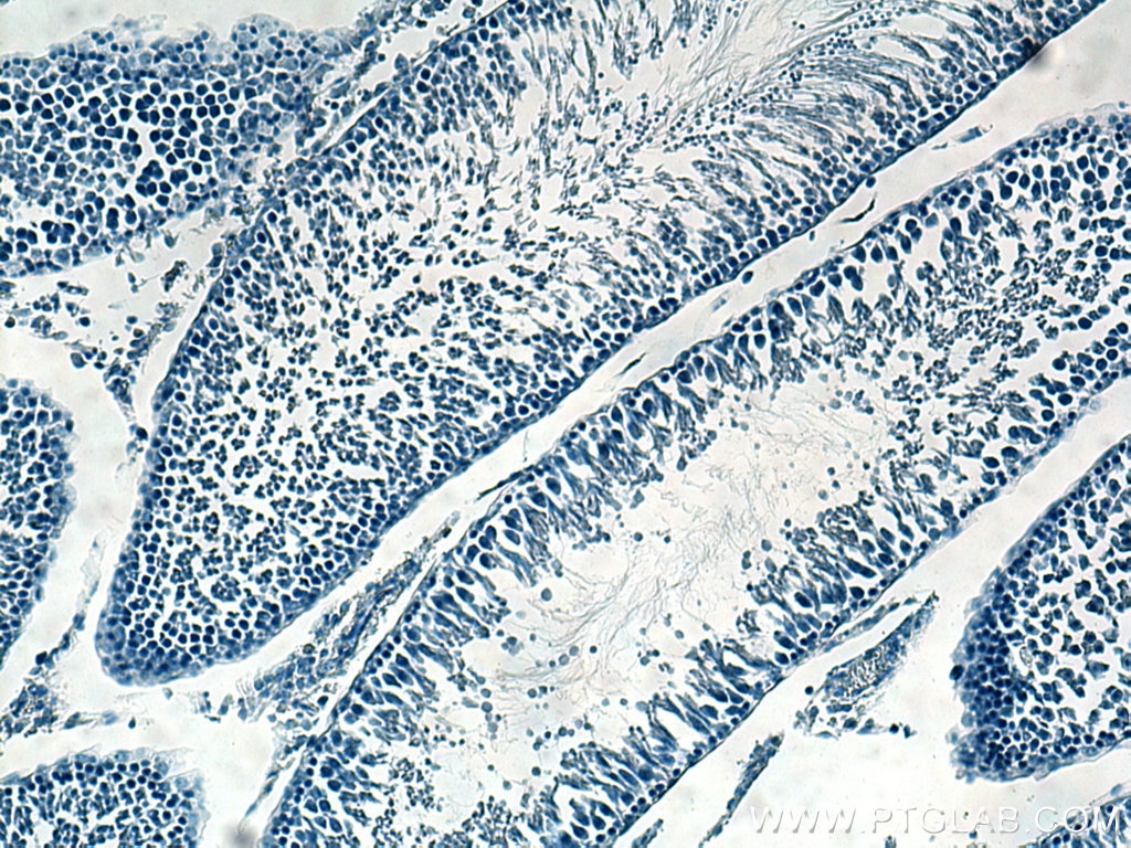 Immunohistochemistry (IHC) staining of rat testis tissue using GPX4 Monoclonal antibody (67763-1-Ig)