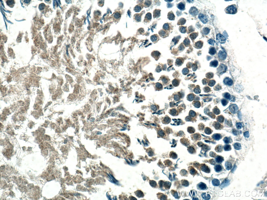 Immunohistochemistry (IHC) staining of rat testis tissue using GPX4 Monoclonal antibody (67763-1-Ig)