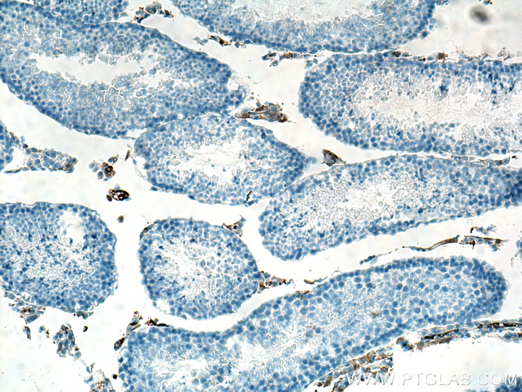 Immunohistochemistry (IHC) staining of mouse testis tissue using GPX4 Monoclonal antibody (67763-1-Ig)