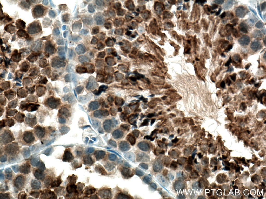Immunohistochemistry (IHC) staining of mouse testis tissue using GPX4 Monoclonal antibody (67763-1-Ig)