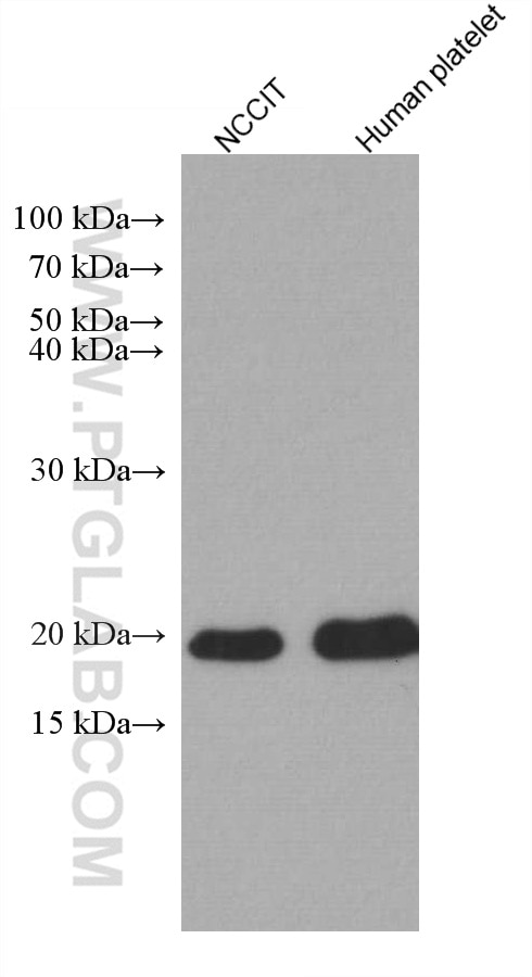 Western Blot (WB) analysis of various lysates using GPX4 Monoclonal antibody (67763-1-Ig)