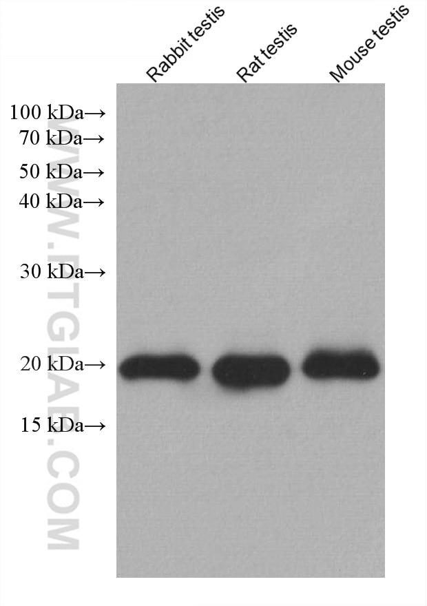 Western Blot (WB) analysis of various lysates using GPX4 Monoclonal antibody (67763-1-Ig)