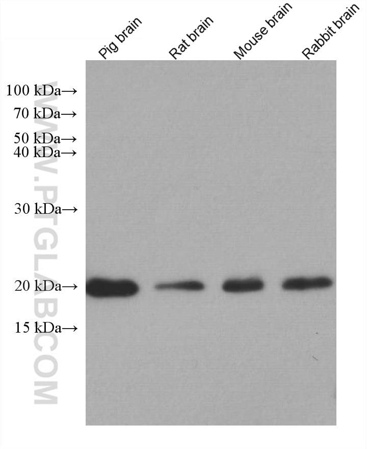 Western Blot (WB) analysis of various lysates using GPX4 Monoclonal antibody (67763-1-Ig)