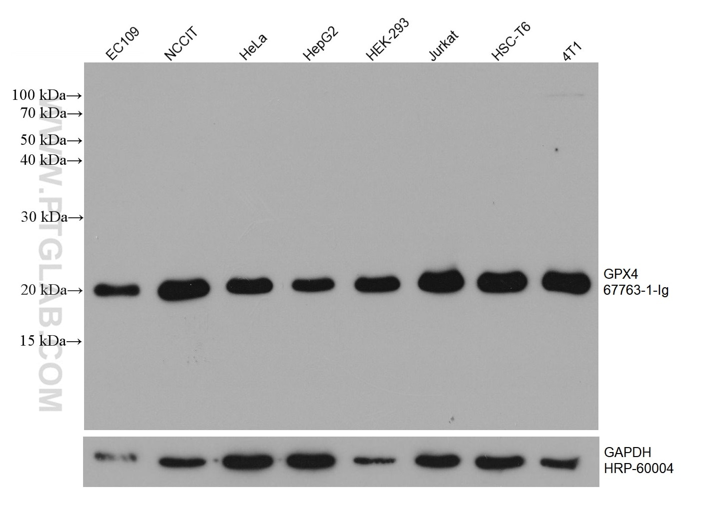 Western Blot (WB) analysis of various lysates using GPX4 Monoclonal antibody (67763-1-Ig)