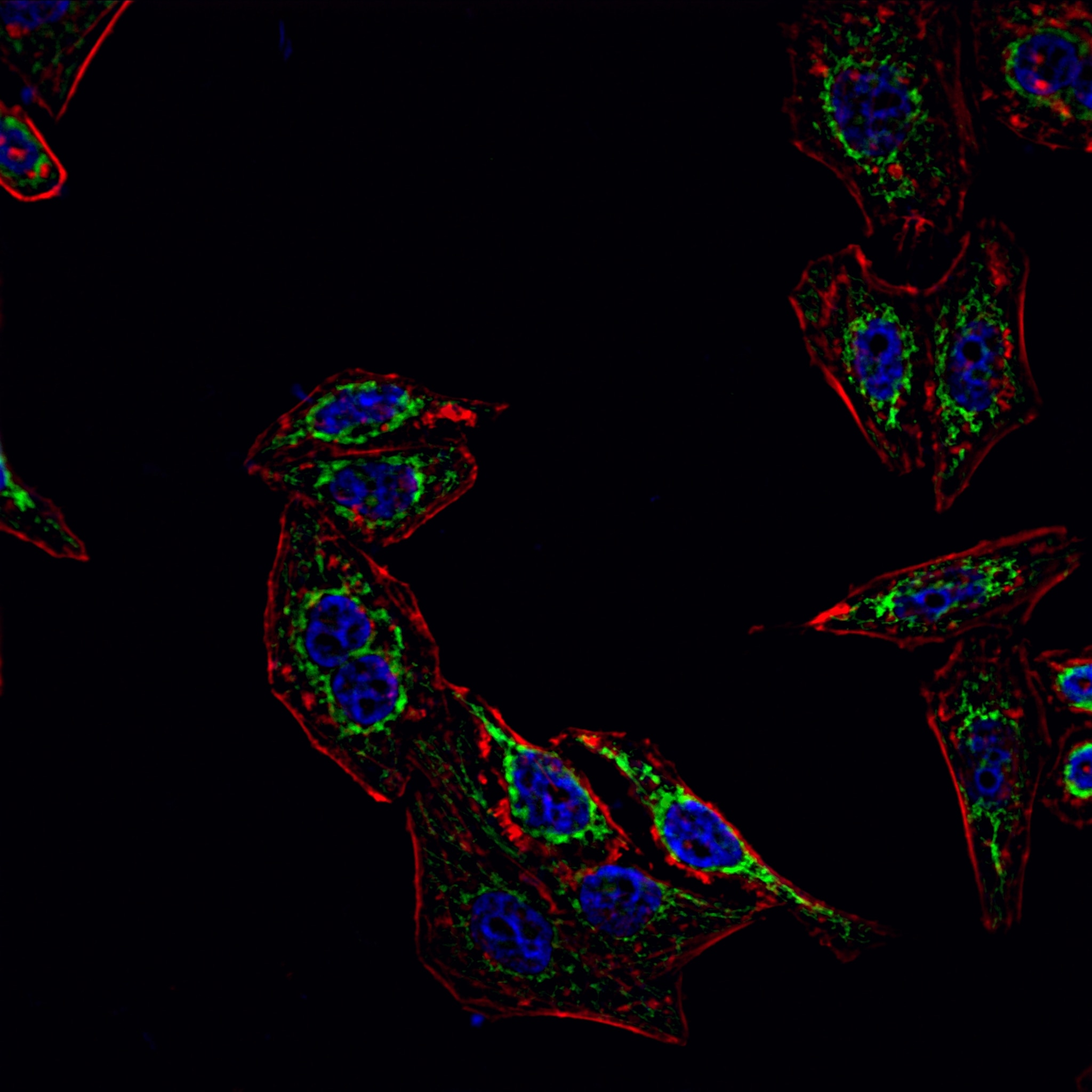Immunofluorescence (IF) / fluorescent staining of HepG2 cells using GPX4 Recombinant antibody (82949-1-RR)
