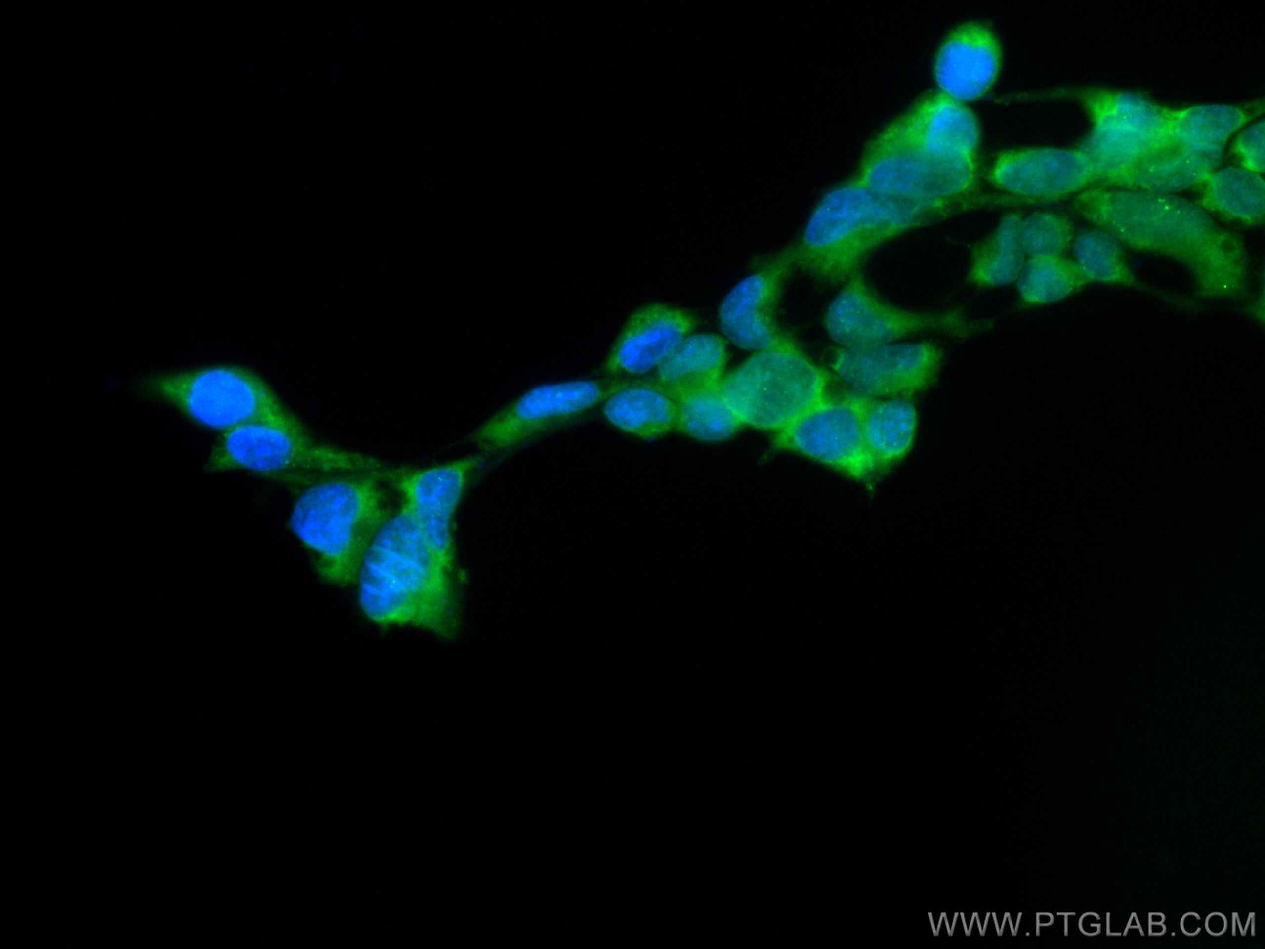 Immunofluorescence (IF) / fluorescent staining of HEK-293T cells using CoraLite® Plus 488-conjugated GPX4 Monoclonal anti (CL488-67763)