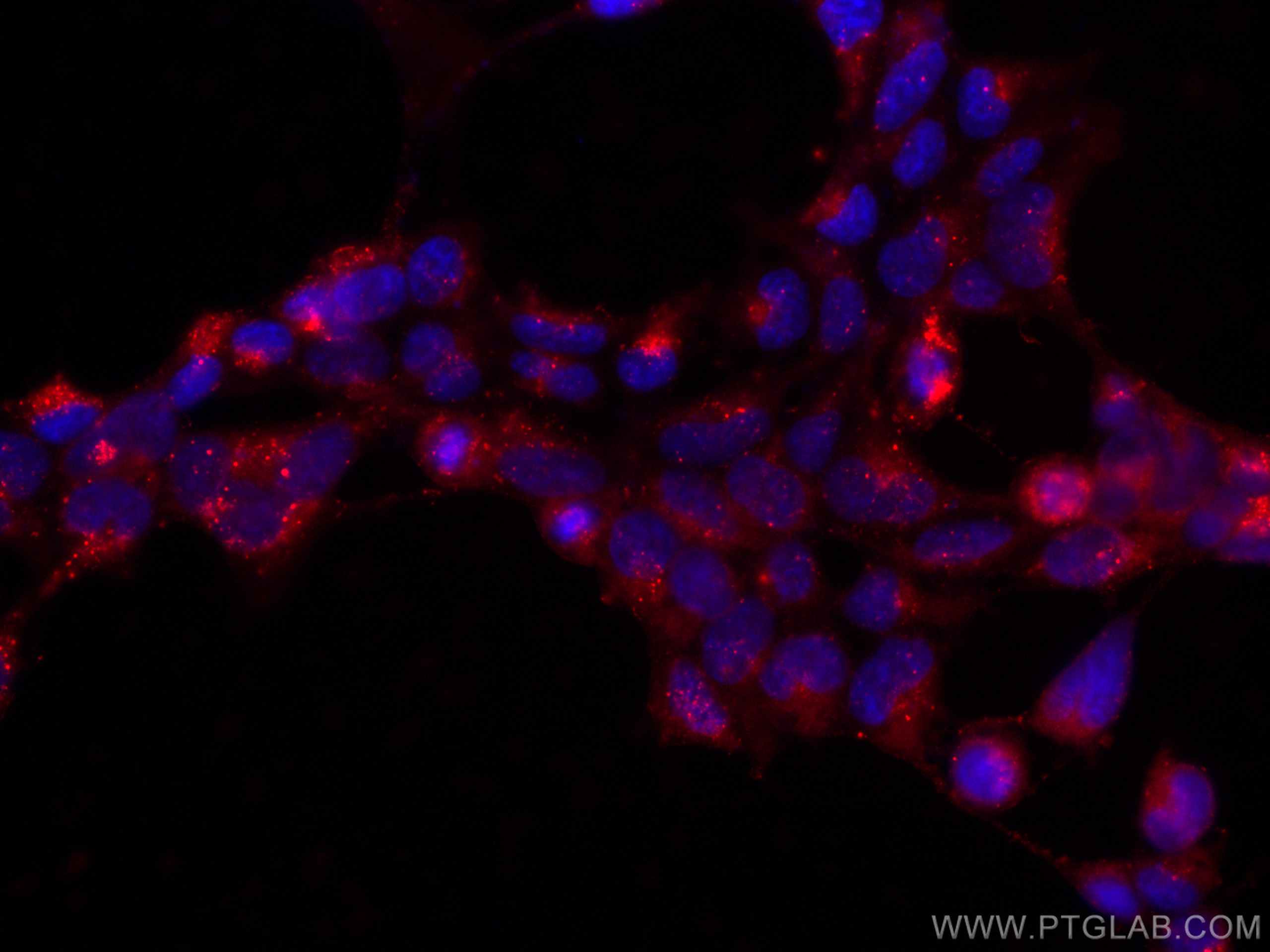 Immunofluorescence (IF) / fluorescent staining of HEK-293T cells using CoraLite®594-conjugated GPX4 Monoclonal antibody (CL594-67763)