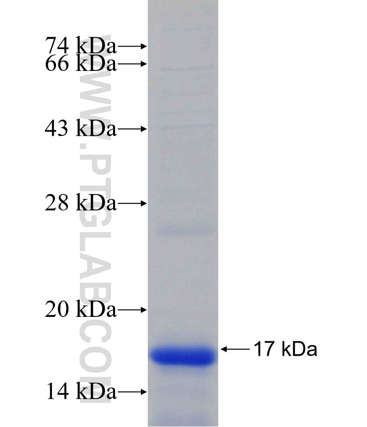 GPX4 fusion protein Ag30650 SDS-PAGE