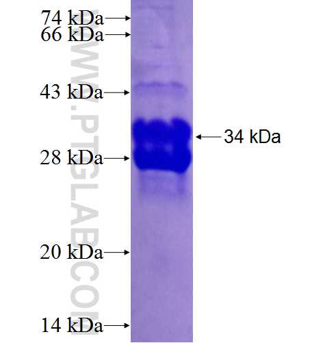 GPX4 fusion protein Ag5809 SDS-PAGE