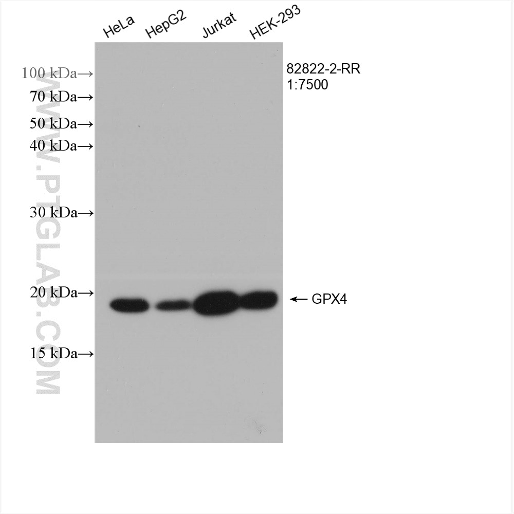 Western Blot (WB) analysis of various lysates using GPX4 (Human Specific) Recombinant antibody (82822-2-RR)