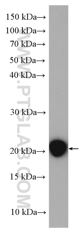 Western Blot (WB) analysis of mouse testis tissue using GPX5 Polyclonal antibody (18731-1-AP)