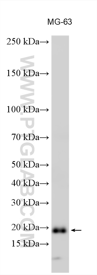 Western Blot (WB) analysis of various lysates using GPX7 Polyclonal antibody (13501-1-AP)
