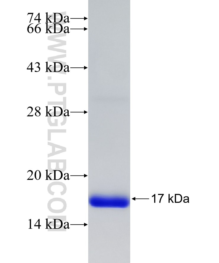 GPX7 fusion protein Ag27866 SDS-PAGE