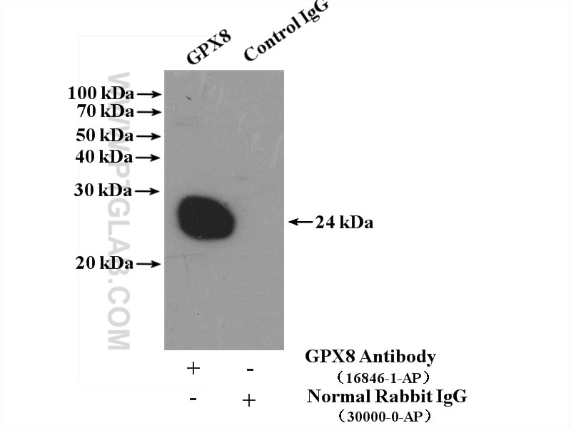 Immunoprecipitation (IP) experiment of HEK-293 cells using GPX8 Polyclonal antibody (16846-1-AP)