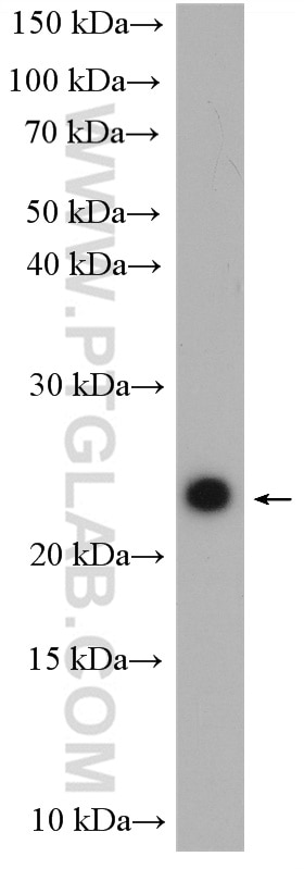 Western Blot (WB) analysis of HEK-293 cells using GPX8 Polyclonal antibody (16846-1-AP)
