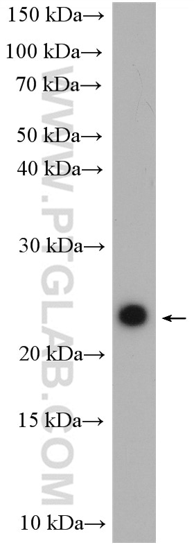 WB analysis of HEK-293 using 16846-1-AP