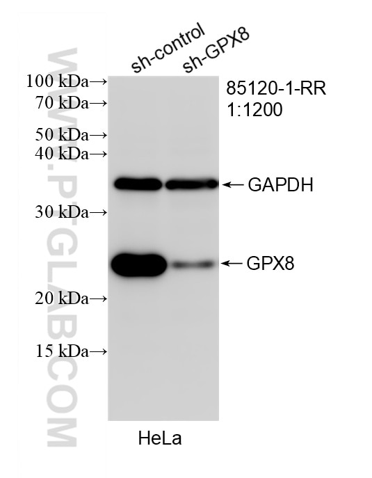 WB analysis of HeLa using 85120-1-RR Western Blot (WB) analysis of HeLa cells using GPX8 Recombinant monoclonal antibody (85120-1-RR)