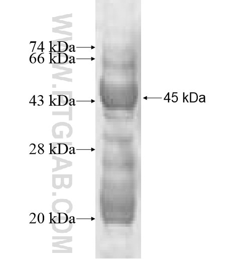 GPX8 fusion protein Ag10113 SDS-PAGE