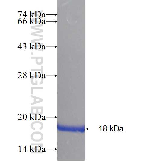 GPX8 fusion protein Ag9930 SDS-PAGE