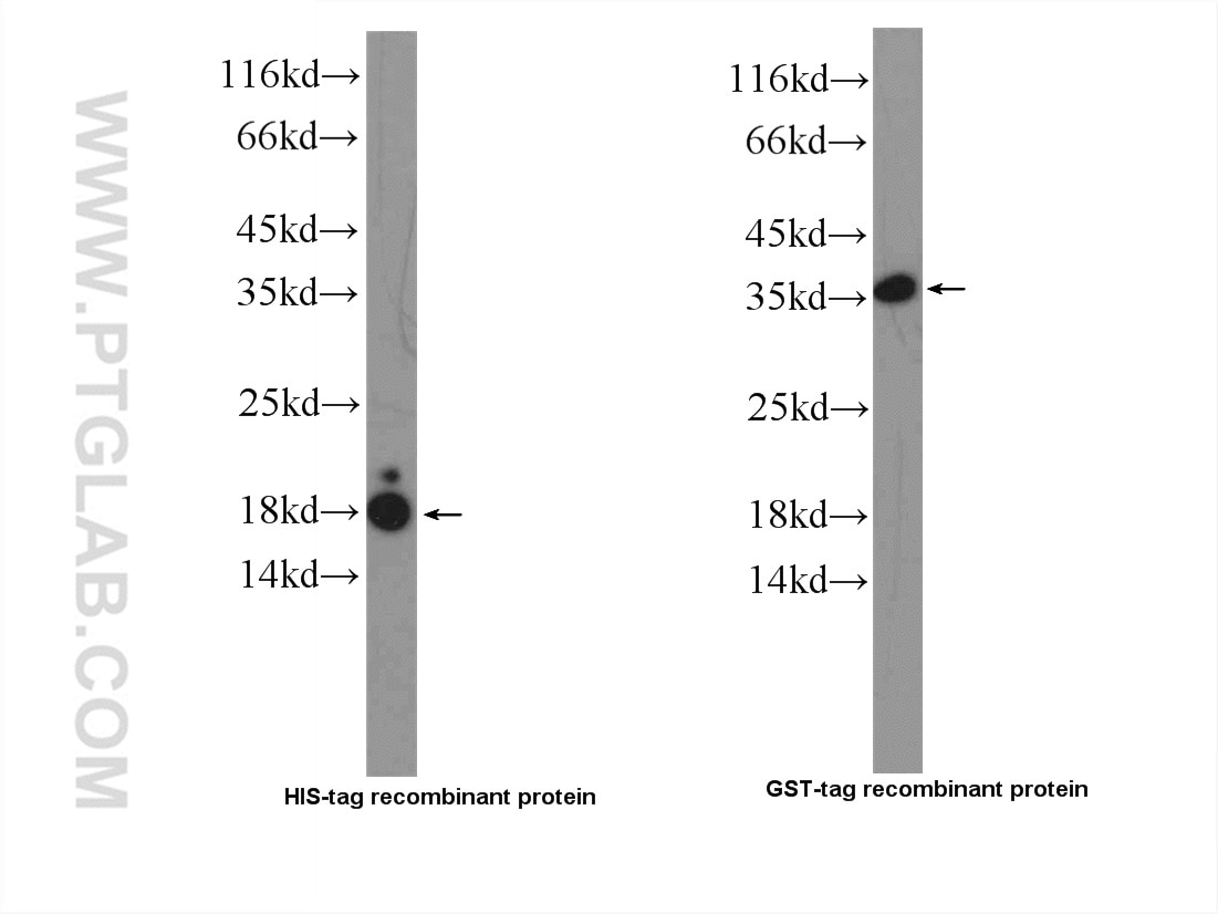 Western Blot (WB) analysis of Recombinant protein using GR repeat Polyclonal antibody (23978-1-AP)