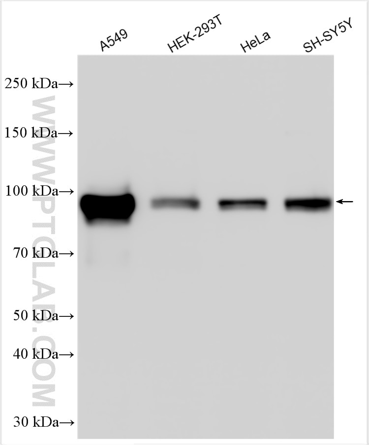 Western Blot (WB) analysis of various lysates using GRAMD1A Polyclonal antibody (25487-1-AP)