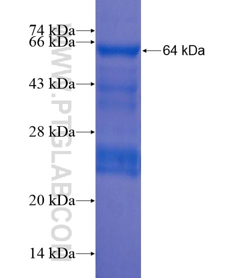 GRAMD1A fusion protein Ag22221 SDS-PAGE