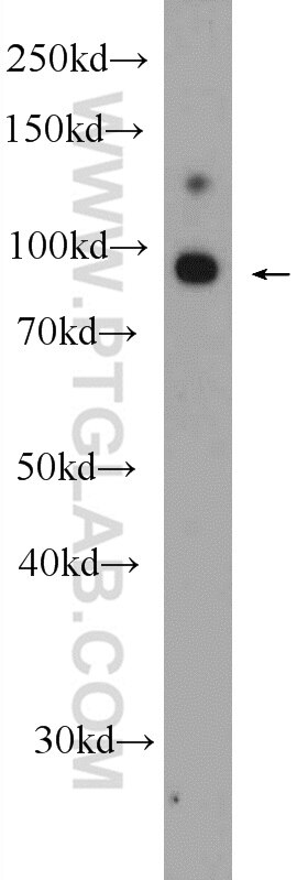 Western Blot (WB) analysis of A549 cells using GRAMD1B Polyclonal antibody (24905-1-AP)