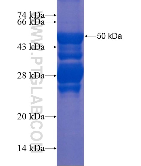 GRAMD3 fusion protein Ag22226 SDS-PAGE