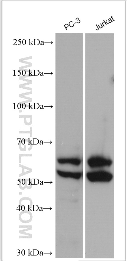 Western Blot (WB) analysis of various lysates using GRAMD4 Polyclonal antibody (24299-1-AP)