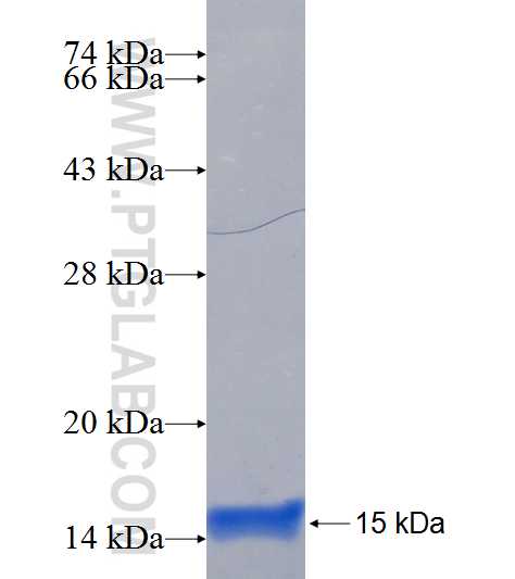 GRAMD4 fusion protein Ag19140 SDS-PAGE