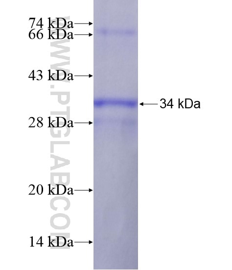 GRAMD4 fusion protein Ag19508 SDS-PAGE
