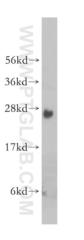 Western Blot (WB) analysis of U-937 cells using GRAP Polyclonal antibody (14505-1-AP)