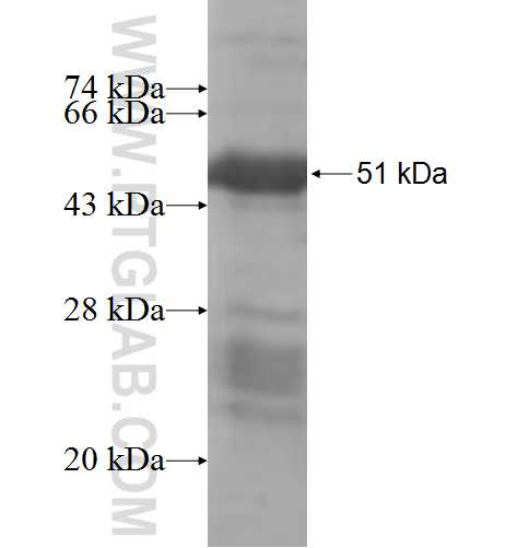 GRAP fusion protein Ag5962 SDS-PAGE