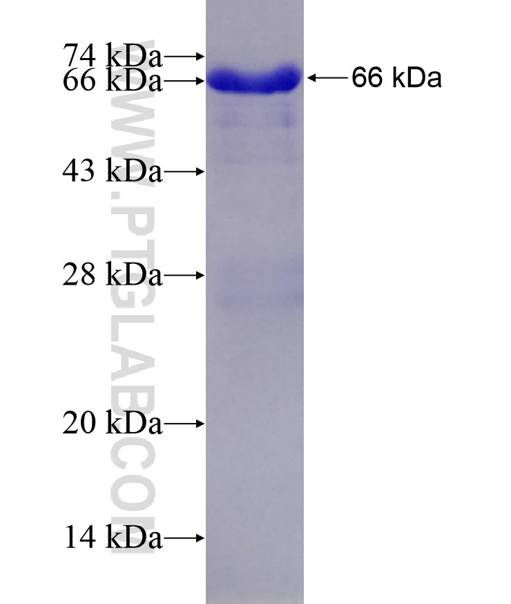 GRAP2 fusion protein Ag2510 SDS-PAGE