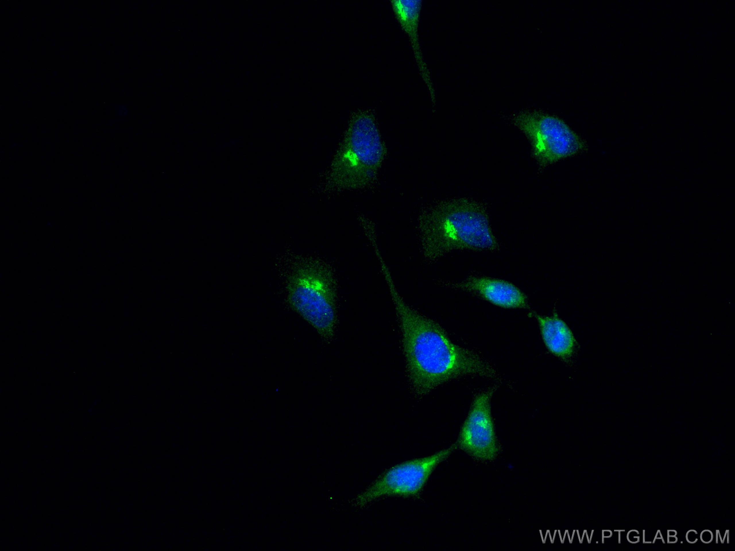 Immunofluorescence (IF) / fluorescent staining of HeLa cells using GRASP65,GORASP1 Polyclonal antibody (10747-2-AP)