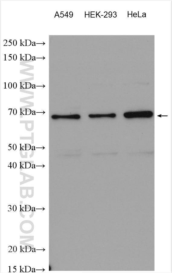 Western Blot (WB) analysis of various lysates using GRASP65,GORASP1 Polyclonal antibody (10747-2-AP)