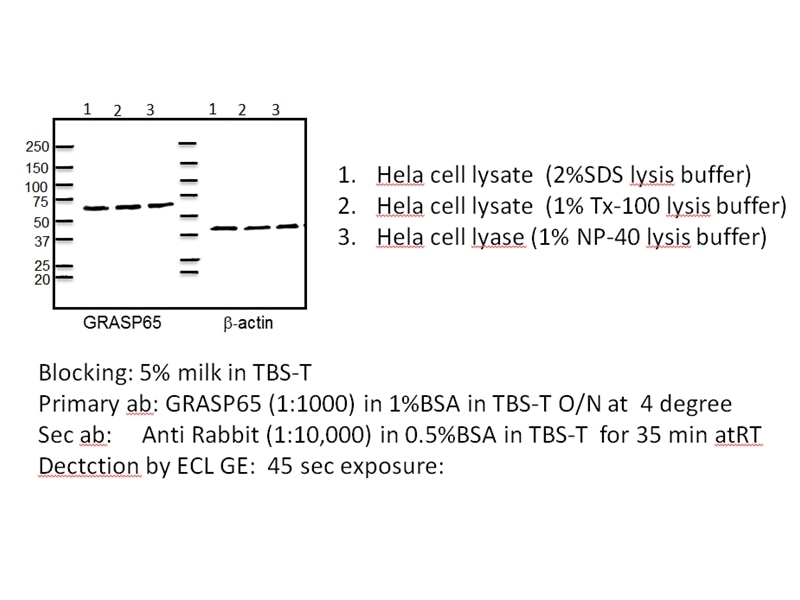 GRASP65,GORASP1 Polyclonal antibody