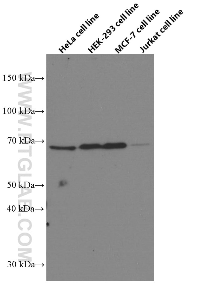 Western Blot (WB) analysis of various lysates using GRASP65,GORASP1 Monoclonal antibody (66651-1-Ig)