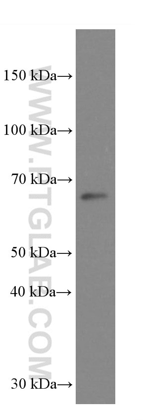 Western Blot (WB) analysis of HSC-T6 cells using GRASP65,GORASP1 Monoclonal antibody (66651-1-Ig)